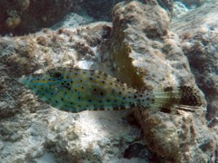 Scrawled Filefish (15